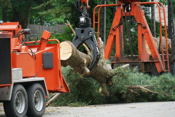 Best Tree Stump Removal  in Badieville, LA